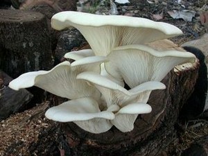 Pleurotus pulmonarius