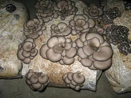 Incubado Pleurotus sp.