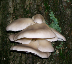 Pleurotus sapidus