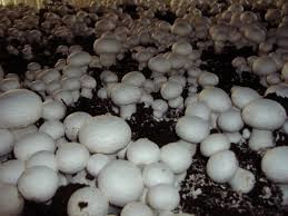 Agaricus bisporus: Champiñón