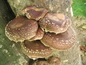 Lentinula edodes: Shiitake