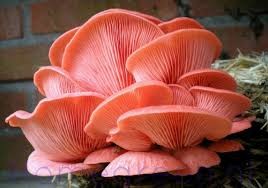 Pleurotus djamor