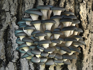 Pleurotus columbius