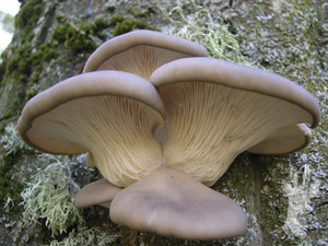 Sello de esporas: Pleurotus ostreatus